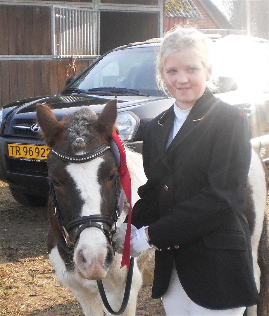 Shetlænder Prins Ludwig - 1.Plads til første stævne LD2 til 67.66% billede 10