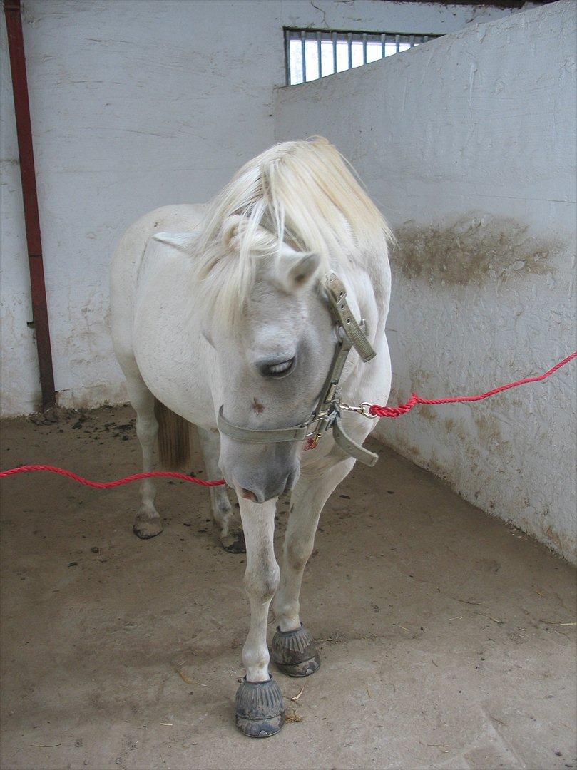 Welsh Mountain (sec A) Pinina Rueben billede 2