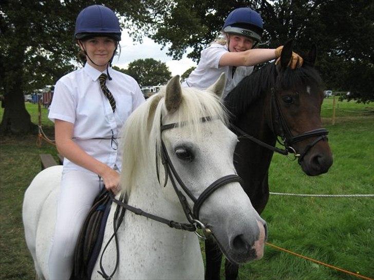 Welsh Mountain (sec A) Pinina Rueben billede 4
