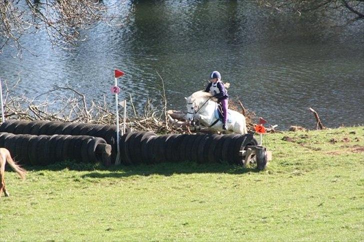 Welsh Mountain (sec A) Pinina Rueben billede 5