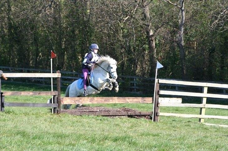Welsh Mountain (sec A) Pinina Rueben billede 6