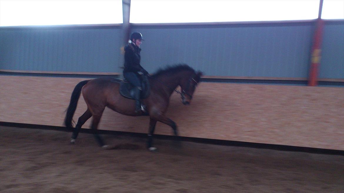 Trakehner Papaya Runehøj billede 11