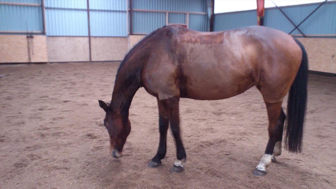 Trakehner Papaya Runehøj billede 12