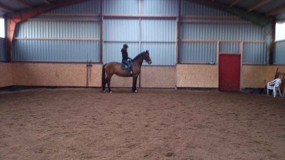 Trakehner Papaya Runehøj billede 13