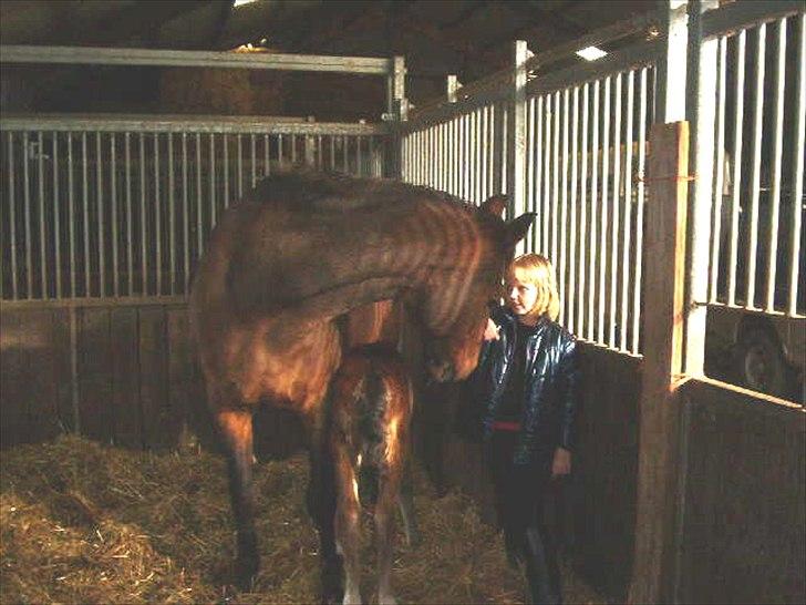 Dansk Varmblod O´Lady billede 6