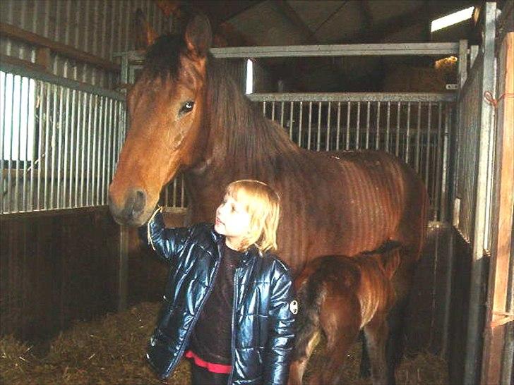 Dansk Varmblod O´Lady billede 7