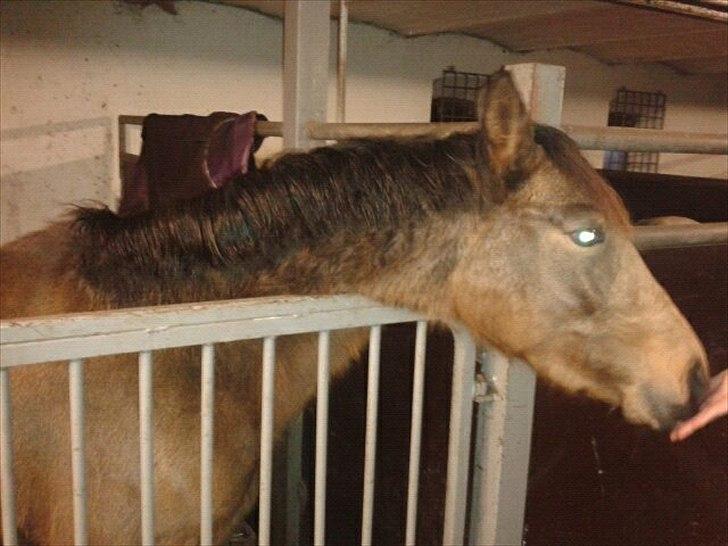 Anden særlig race Diva - Arrr jeg kan lige nå. billede 6