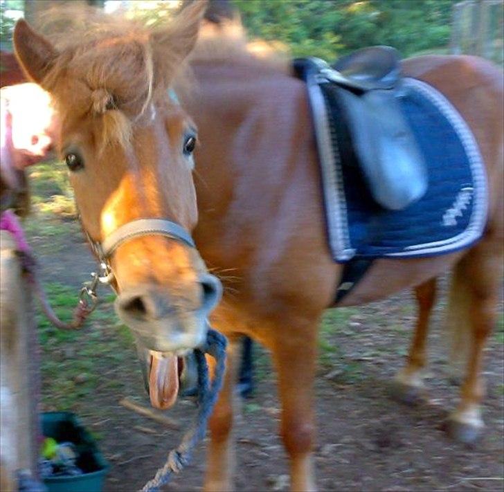 Islænder Príns - Príns gaber :D billede 10