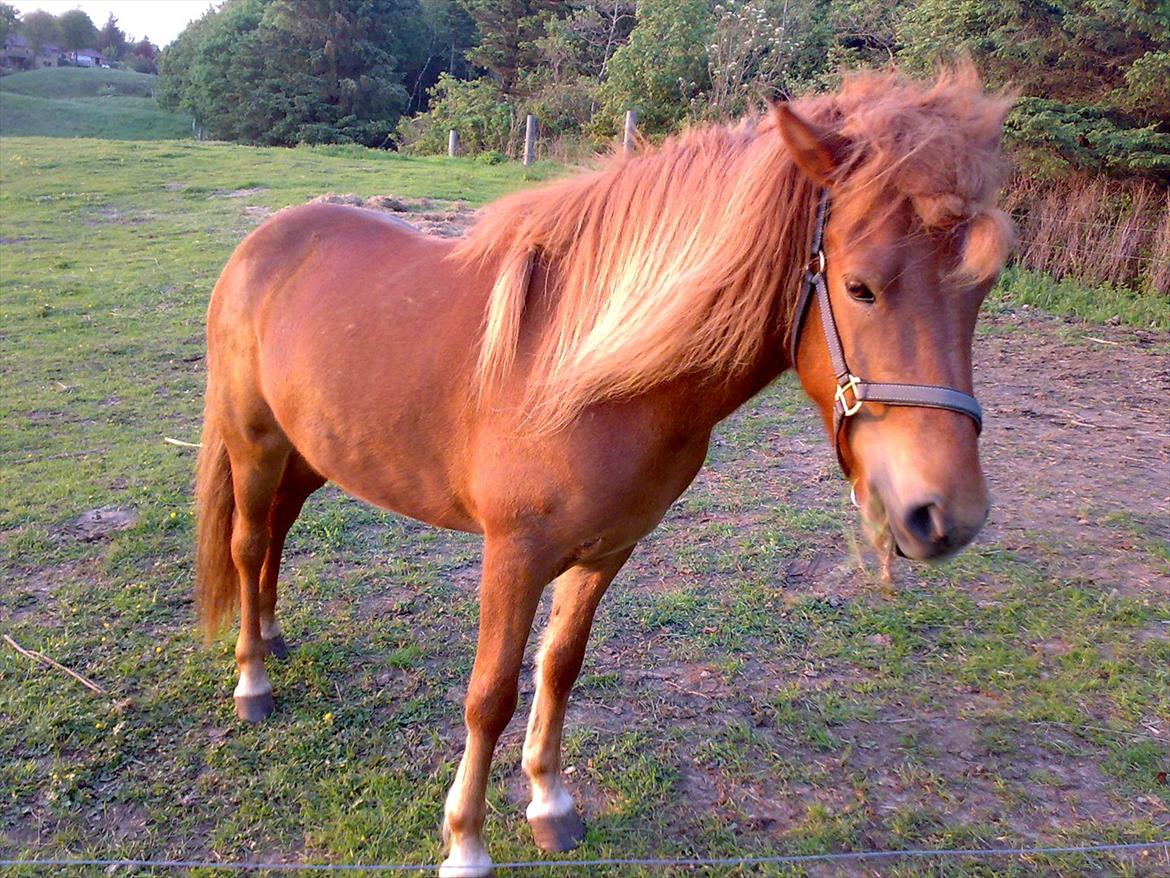 Islænder Príns - Stråler i solskin billede 11