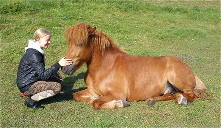 Islænder Príns - Príns og min låne storesøster Katrine, hans ejer billede 12