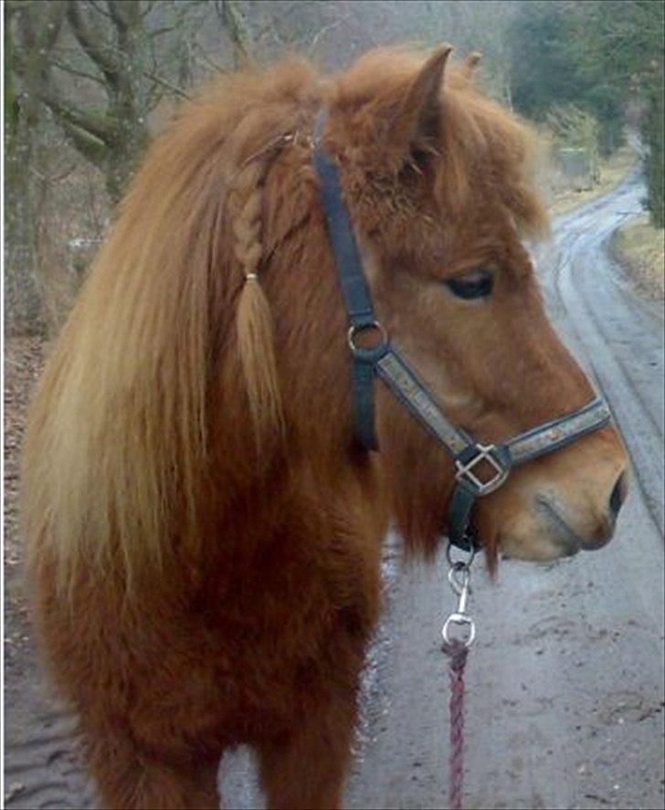 Islænder Príns - Prins er sød og ham elsker jeg billede 13