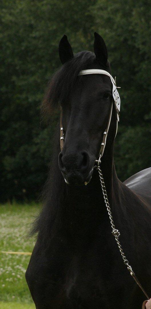 Frieser Joukje W. #SOLGT# - Velkommen til Joukjes profil. billede 1