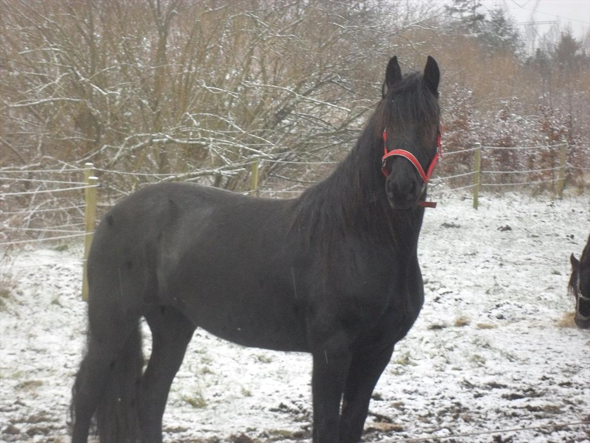 Frieser Joukje W. #SOLGT# billede 3