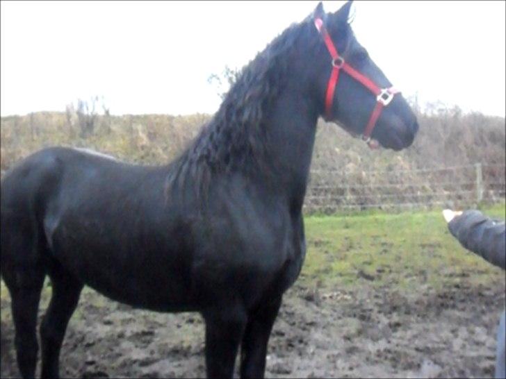 Frieser Joukje W. #SOLGT# billede 4