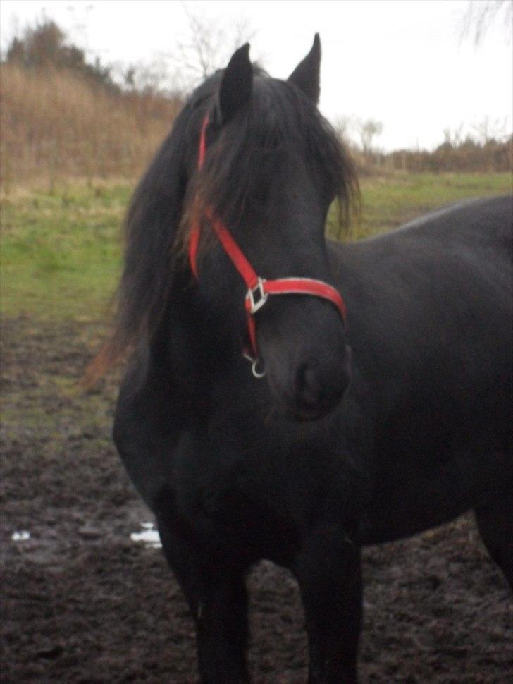 Frieser Joukje W. #SOLGT# billede 8