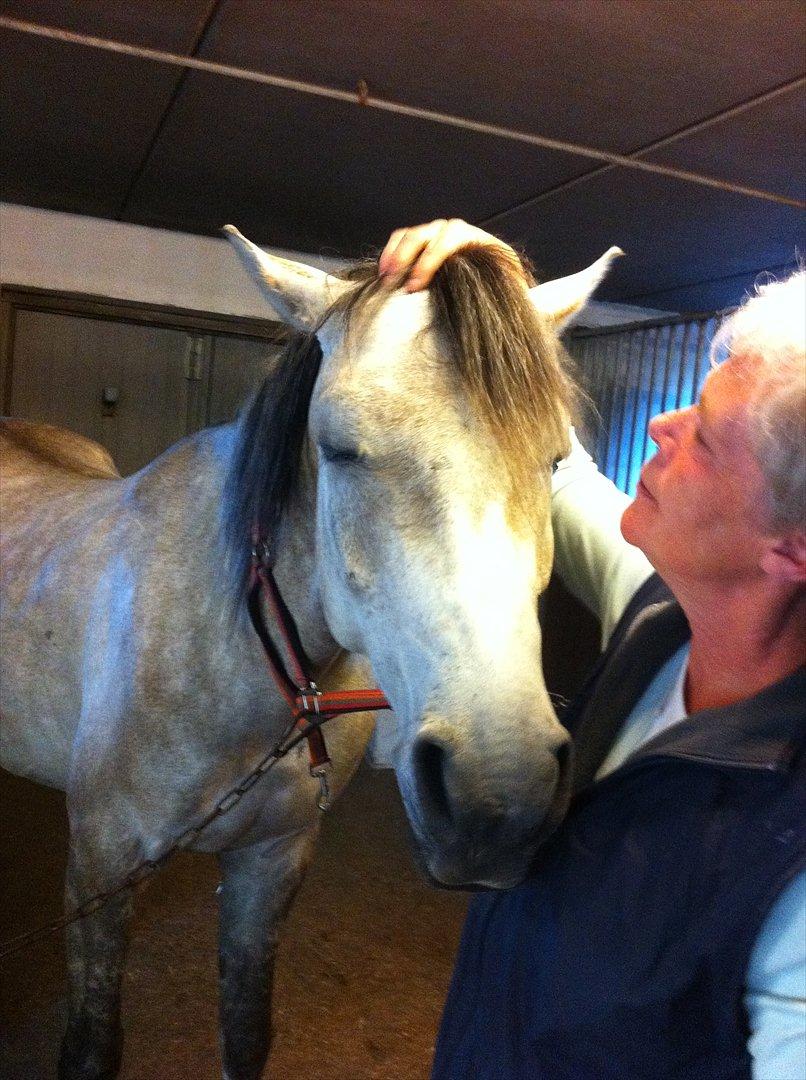 Arabisk fuldblod (OX) Jete's Estopa of TAS billede 17