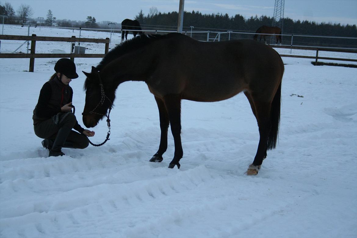 New Forest Starlight billede 10