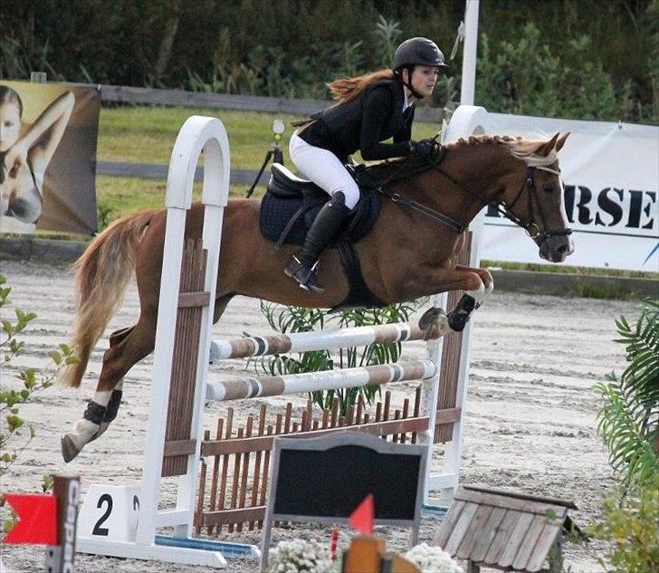 Anden særlig race SAKSKÆRS COMET II - I tell you all the time; Heaven is a place on earth with you <3 billede 2