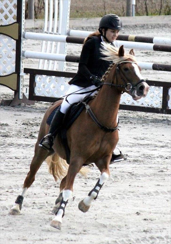 Anden særlig race SAKSKÆRS COMET II - When your lost and your tired, when your broken in two, let my love take you higher; 'cause I still turn to you <3 billede 6