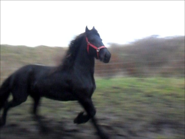 Frieser Joukje W. #SOLGT# - Samme dag hun kom hjem. Var lidt stresset.. billede 9