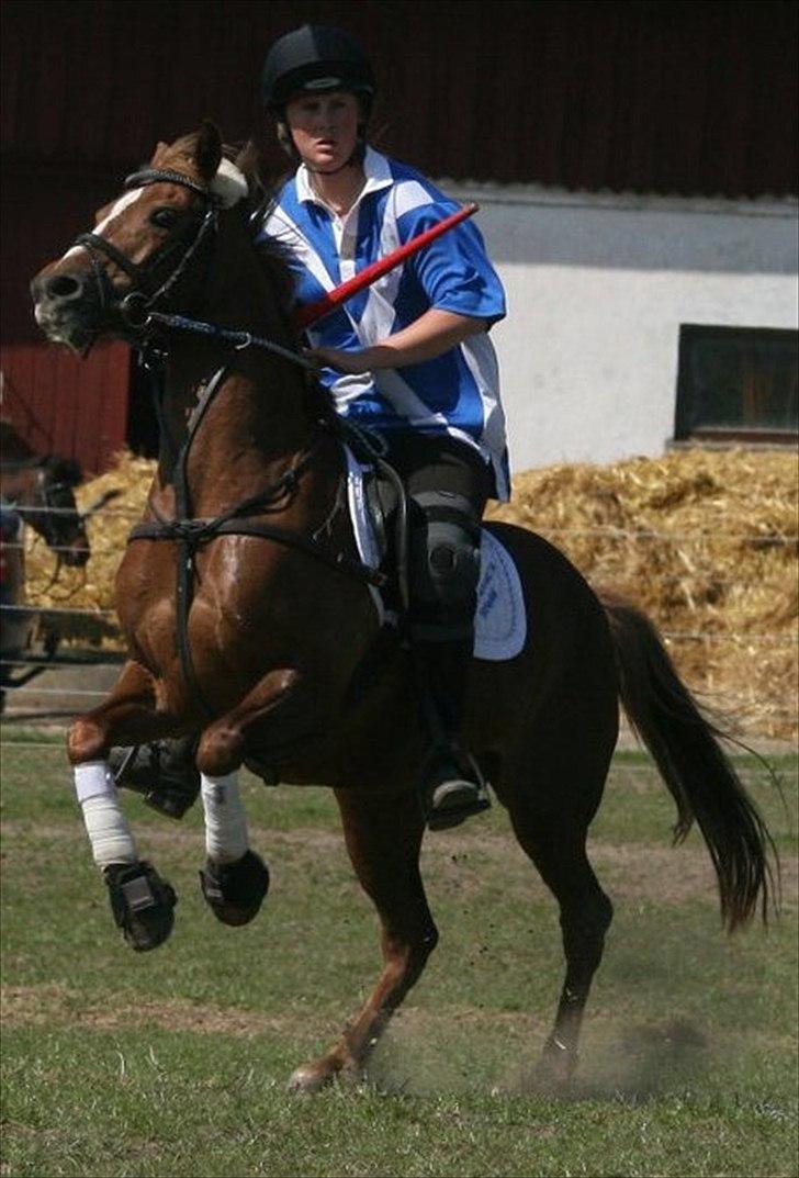 Welsh Partbred (Sec F) Bohemo Ilia billede 20