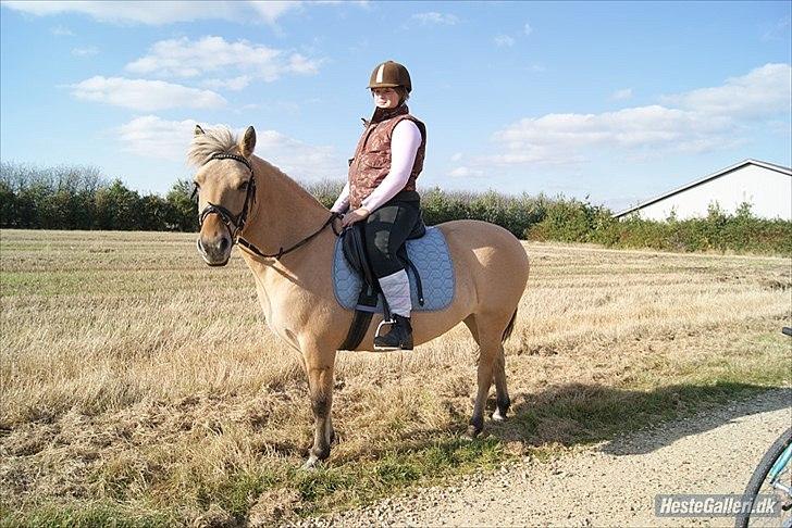 Fjordhest Beauty (solgt) billede 10