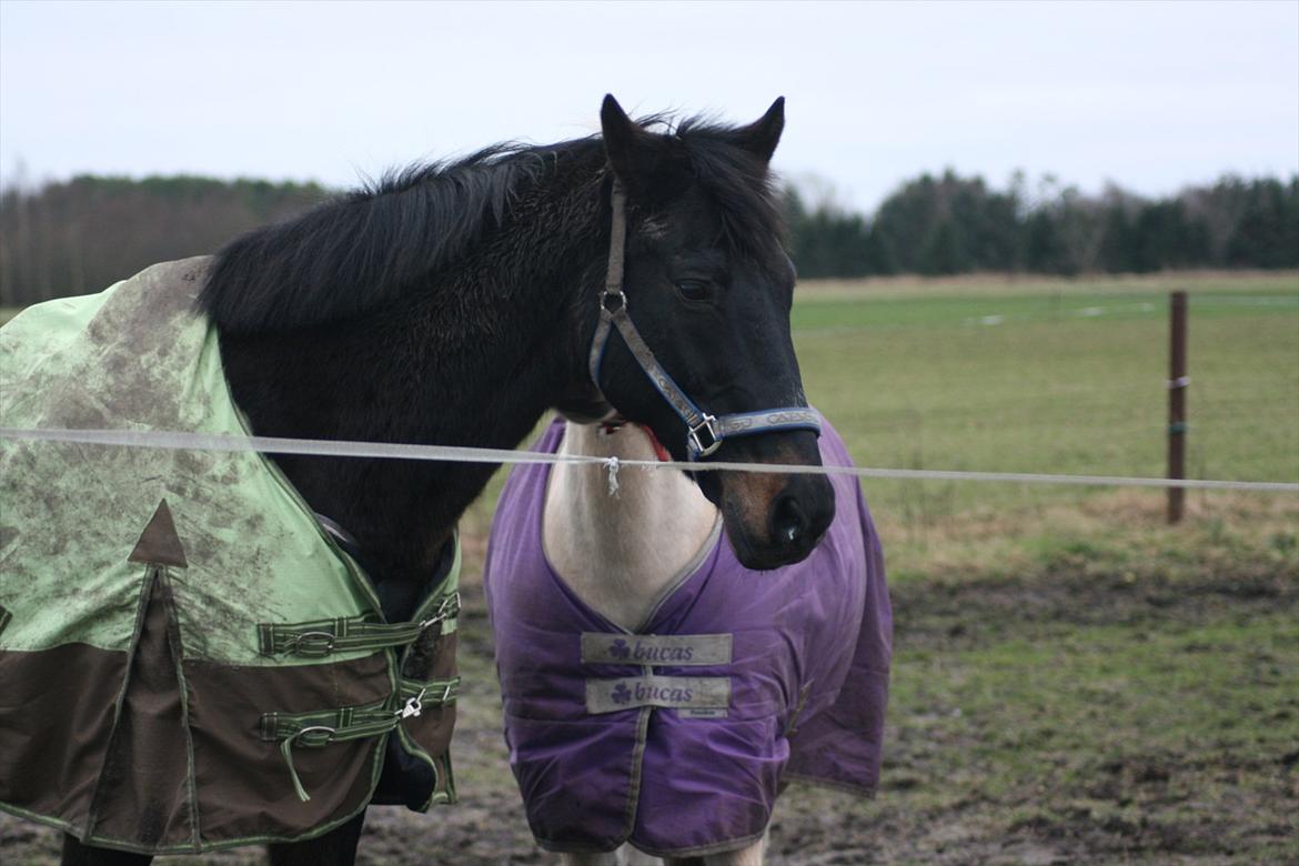 Dansk Varmblod Patou's Speedy billede 2