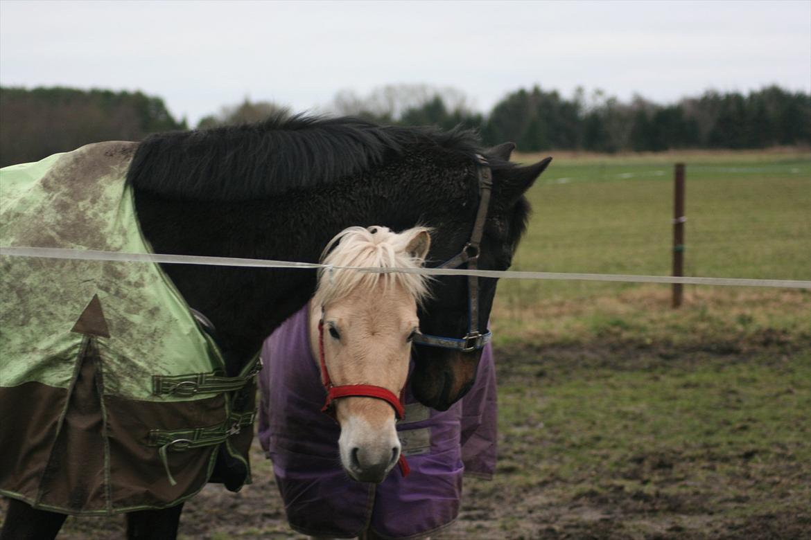 Dansk Varmblod Patou's Speedy - Speedy og hans gamle bedste ven Odin, som blev aflivet den 16/5 2012 billede 17