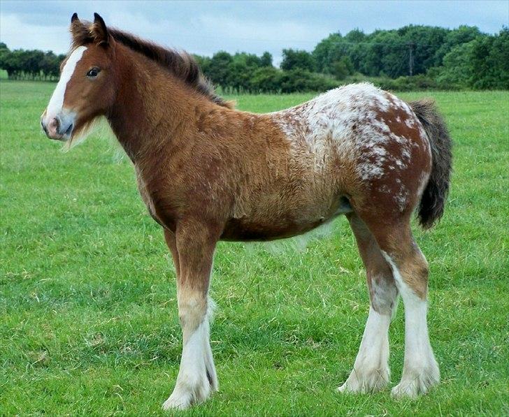 Irish Cob Hermits Colette billede 9