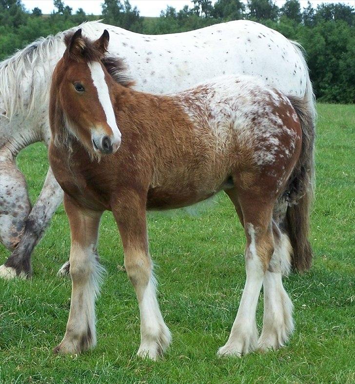 Irish Cob Hermits Colette billede 10