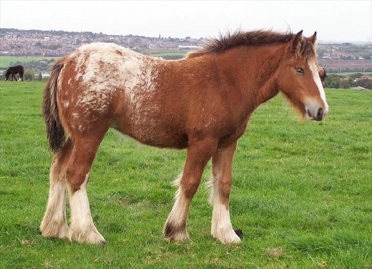 Irish Cob Hermits Colette billede 8