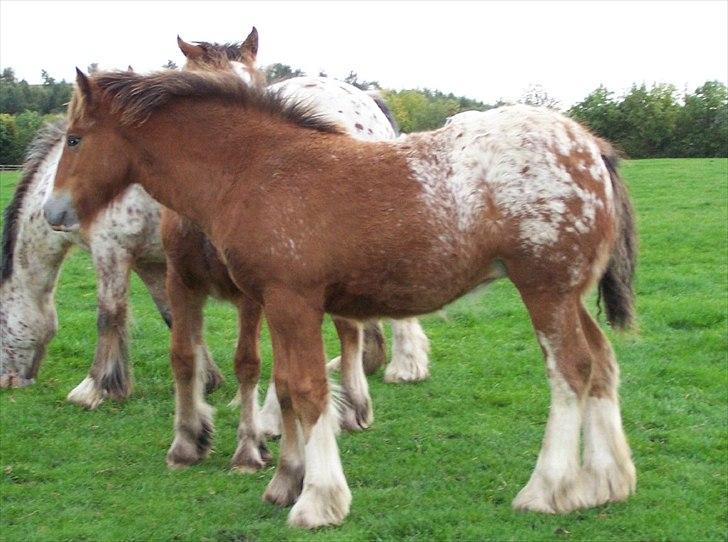 Irish Cob Hermits Colette billede 11