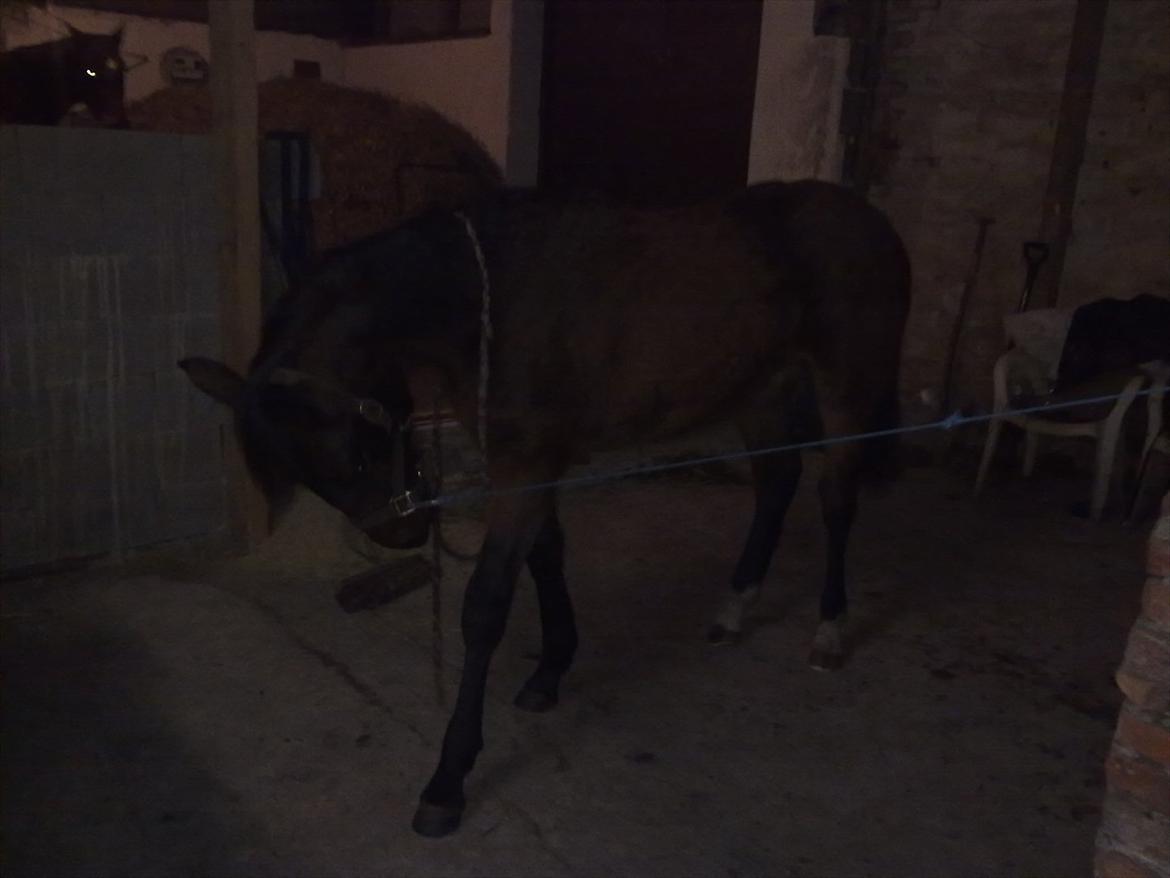 Oldenborg Stald Amour´s Jacuzzi - 8.1.2011 fin poleret plag." uhh jeg har krøller og  min pels" glimter.   billede 20