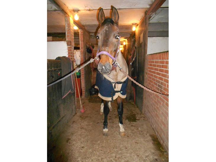 {{currentPhoto.altText}} billede {{currentPhoto.number}}