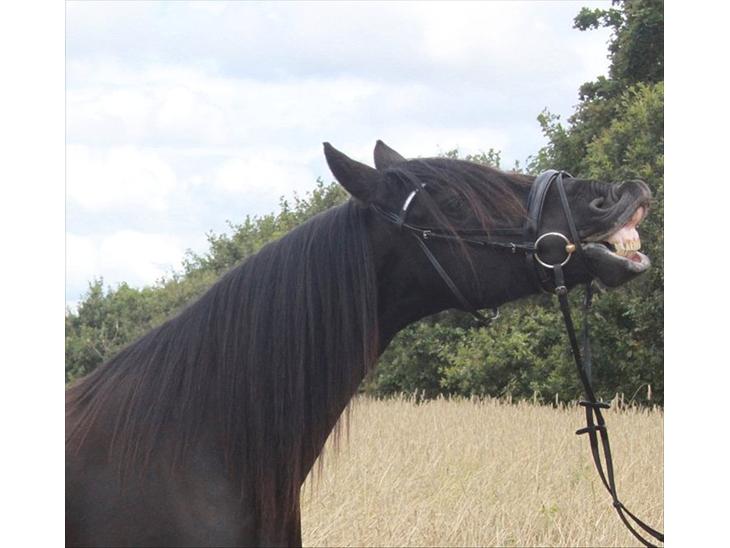 {{currentPhoto.altText}} billede {{currentPhoto.number}}