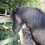 Islænder Lappi fra Elmely