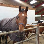 Hollandsk Varmblod Vicomte ( daglig tale Victor) Himmelhest <3