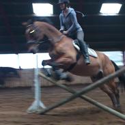 Hollandsk Varmblod Vicomte ( daglig tale Victor) Himmelhest <3