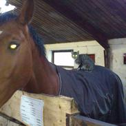 Hollandsk Varmblod Vicomte ( daglig tale Victor) Himmelhest <3