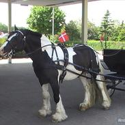 Irish Cob Robin o´Reily (tidligere hest)