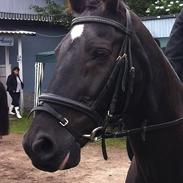 Welsh Cob (sec D) Dark Shadow <3