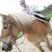 Haflinger Alliann Rundhøj