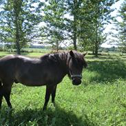 Anden særlig race Futte
