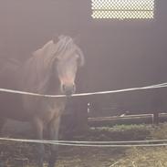 Anden særlig race Futte