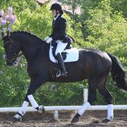 Dansk Varmblod Allie