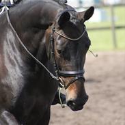 Dansk Varmblod Allie