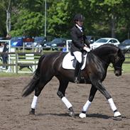 Dansk Varmblod Allie