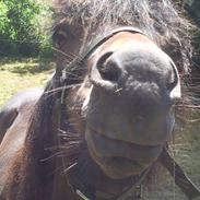 Anden særlig race | Surprice