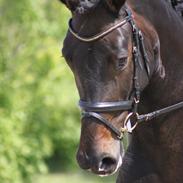 Dansk Varmblod Allie