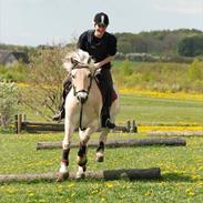 Fjordhest Lucas RKRR